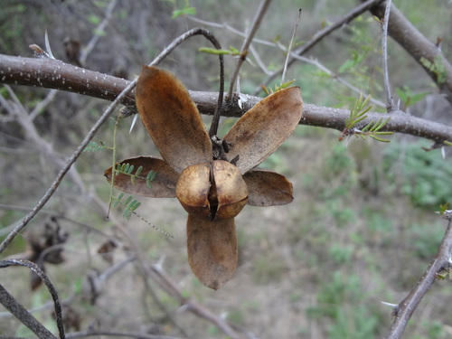 Alamo vine