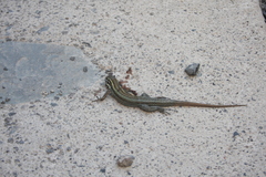 Gallotia caesaris gomerae