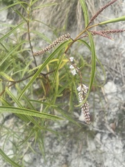 Veronica stenophylla stenophylla