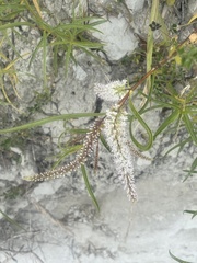 Veronica stenophylla stenophylla