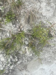 Veronica stenophylla stenophylla