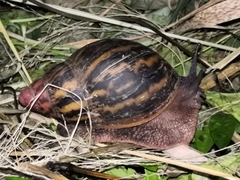 Archachatina marginata