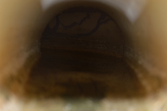 Auplopus architectus