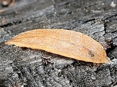 Australopacifica lucasi