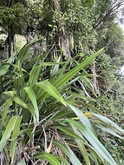 Phormium cookianum hookeri