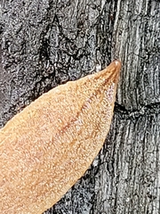 Australopacifica lucasi