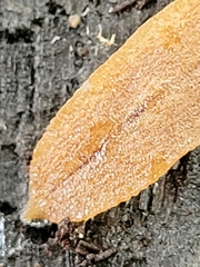 Australopacifica lucasi