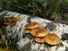 Pholiota adiposa