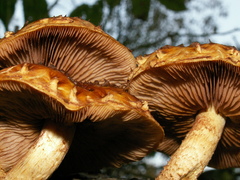 Pholiota adiposa