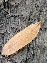 Australopacifica lucasi