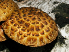 Pholiota adiposa