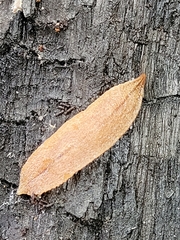 Australopacifica lucasi