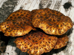 Pholiota adiposa