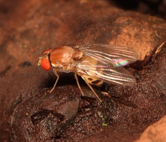 Leucophenga maculata