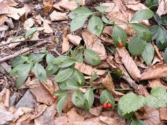 Ruscus hypoglossum