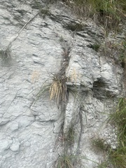 Poa anceps