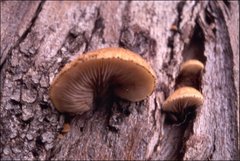 Crepidotus eucalyptorum