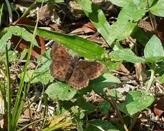 Staphylus hayhurstii