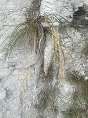 Poa anceps