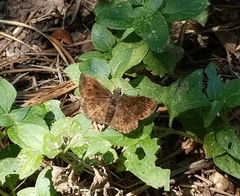 Staphylus hayhurstii