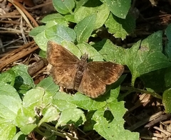 Staphylus hayhurstii