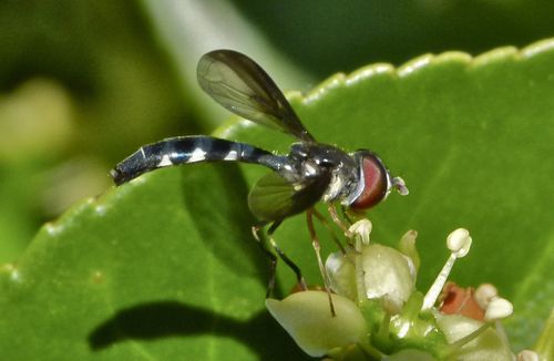 Cobalt Hover Fly photo 2