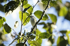 Vireo solitarius