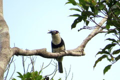 Notharchus macrorhynchos