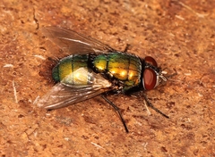 Lucilia sericata
