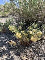 Astragalus lentiginosus floribundus