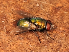Lucilia sericata