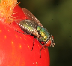Lucilia sericata