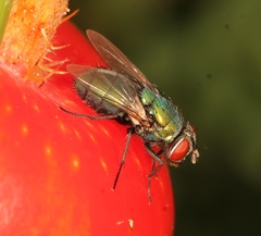 Lucilia sericata