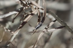 Asteromyia chrysothamni