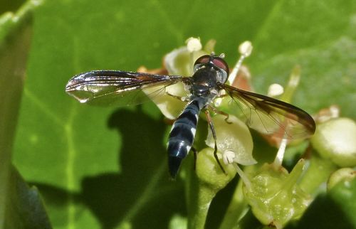 Cobalt Hover Fly photo 3