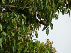 Cranioleuca erythrops