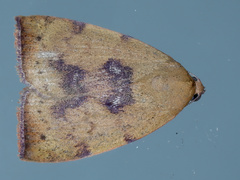Detounda leptoplasta