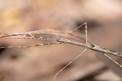 Sipyloidea whitei