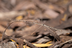 Sipyloidea whitei