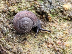 Pommerhelix