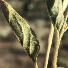 Solanum esuriale