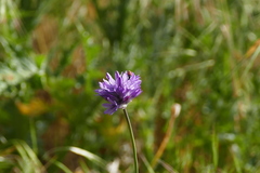 Anastrangalia laetifica