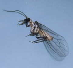 Conwentzia pineticola