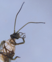 Conwentzia pineticola
