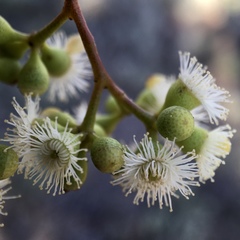 Eucalyptus largiflorens
