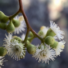 Eucalyptus largiflorens