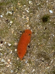 Rostanga arbutus