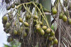 Areca catechu