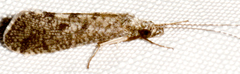 Hydropsyche bronta