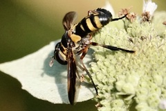 Trichopoda plumipes